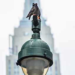 bird lamp lampost architecture street photography travel UGC content